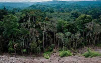 Tra sostenibilità e sviluppo: Magic Amor per la salvaguardia dell’ecosistema congolese